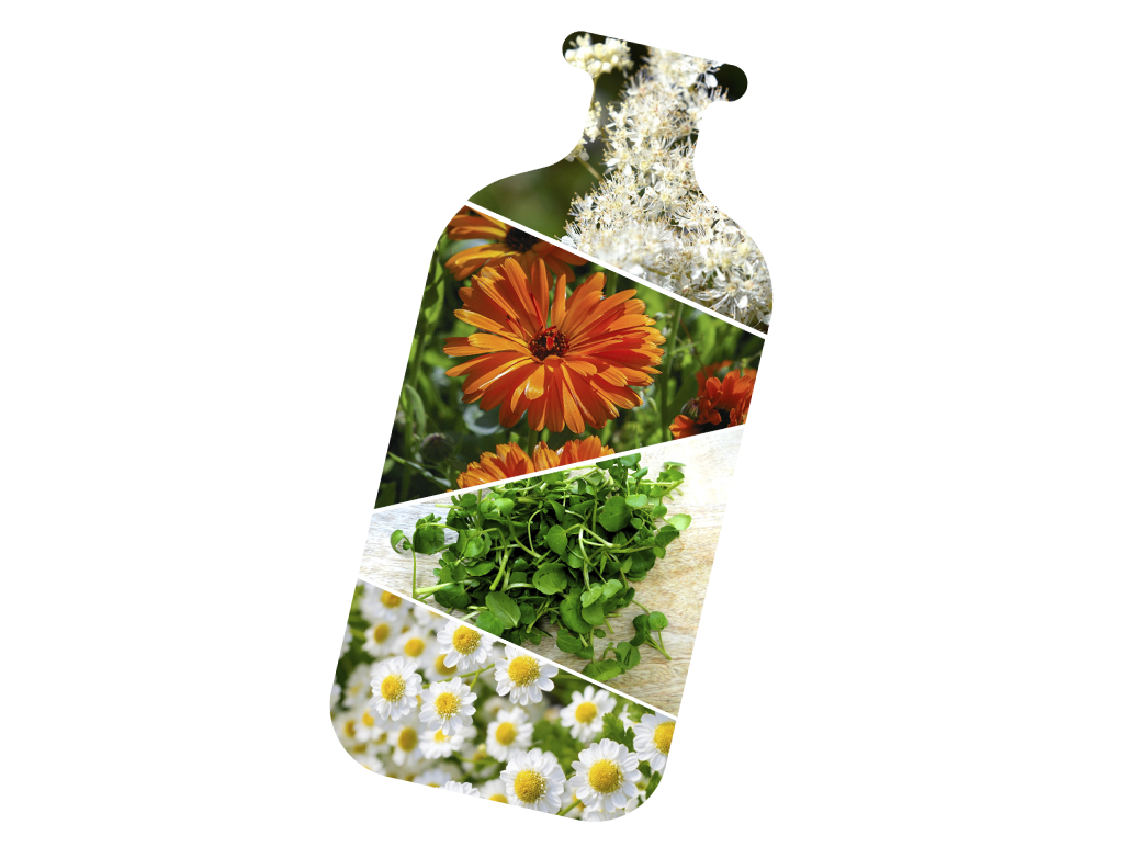 Bottle shaped collage of different botanicals - Babo Botanicals