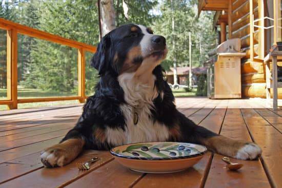 A bernese mountain dog sitting on a wooden porch with a plate, spoon, and for in front of him.