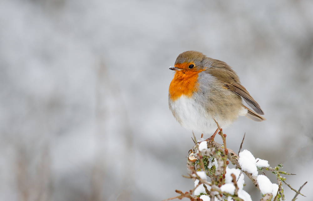 Robin  BTO - British Trust for Ornithology