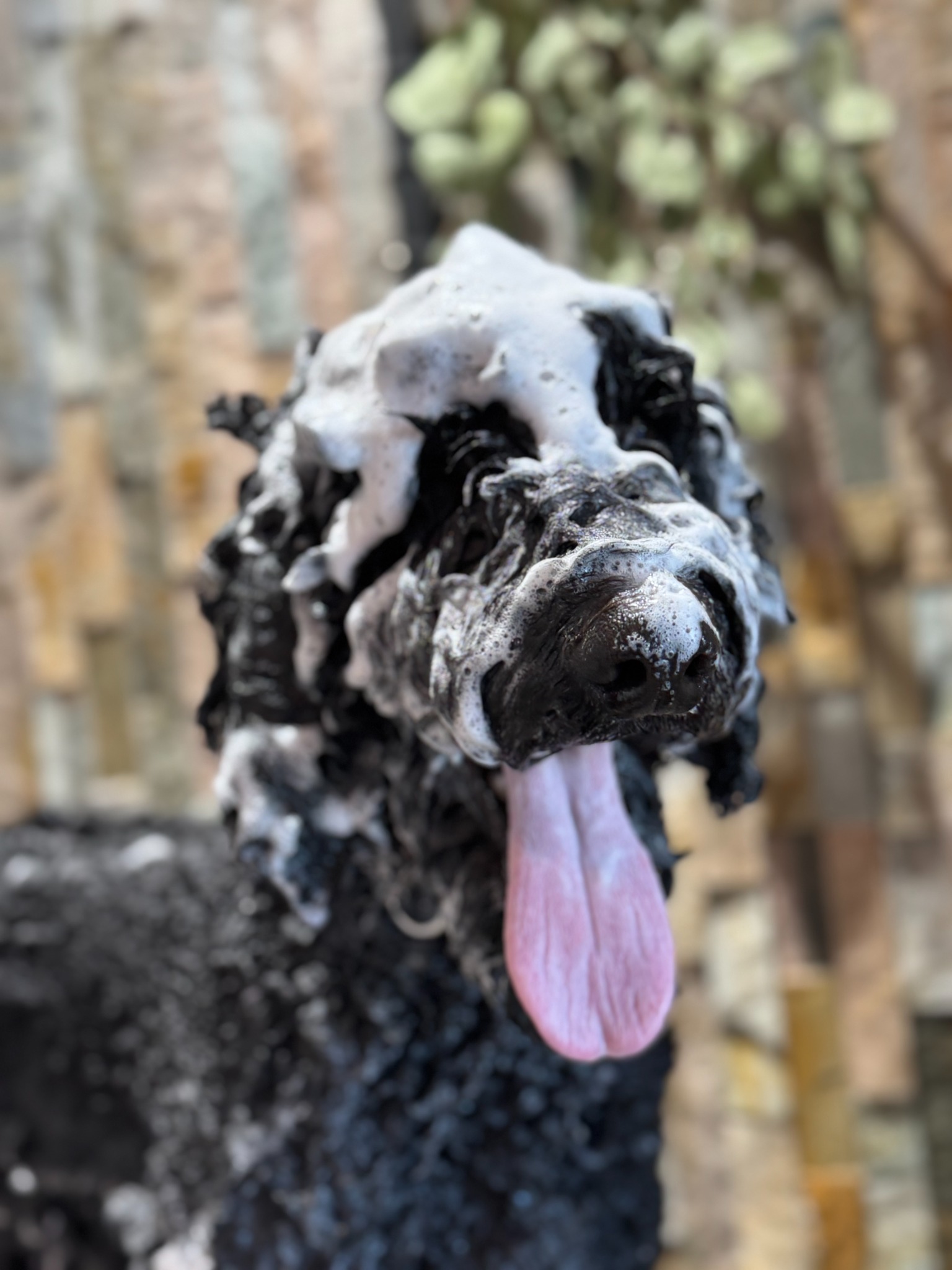 Black dog enjoying a shampoo bath in the rock shower