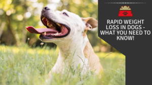 Rapid Weight Loss In Dogs - What you need to know 