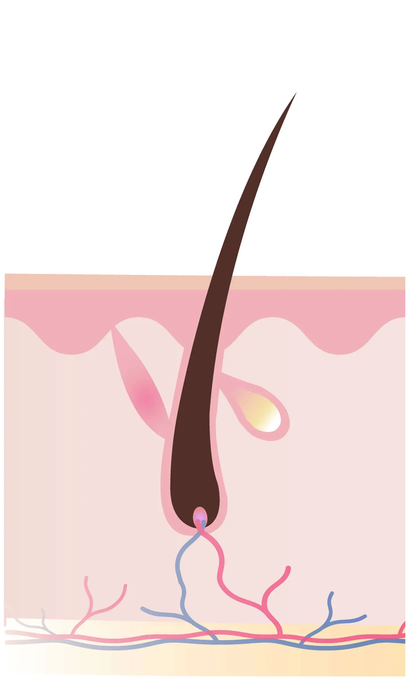 Anagen (Growth Phase)