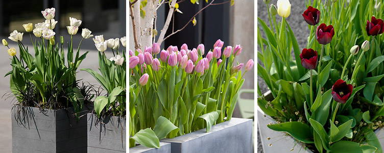 Planter Des Bulbes De Tulipes En Pot Planter Des Bulbes De Tulipe Bakker Com