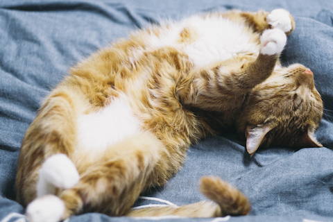 The importance of gut health for diabetes in pets