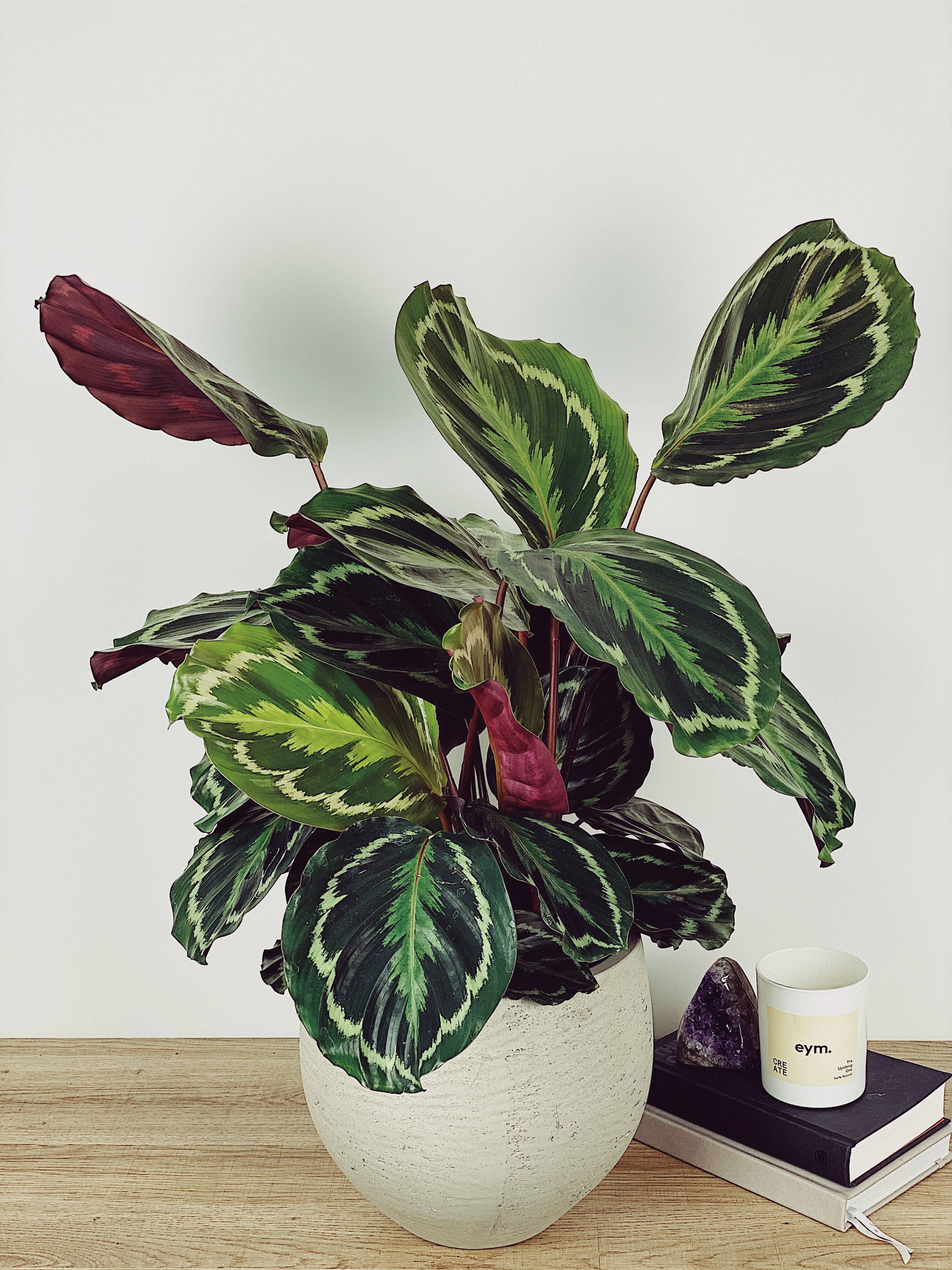 Calathea medallion