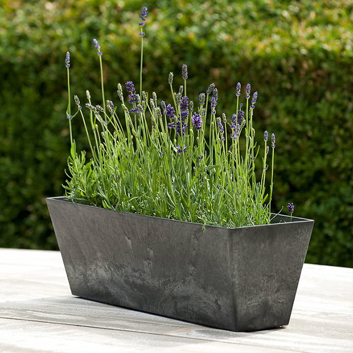 Black flower box with purple flowers