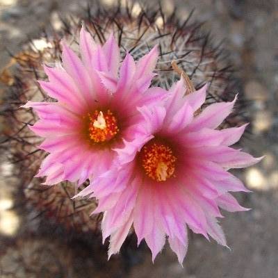 Pink wild flowers on top of a cactus.