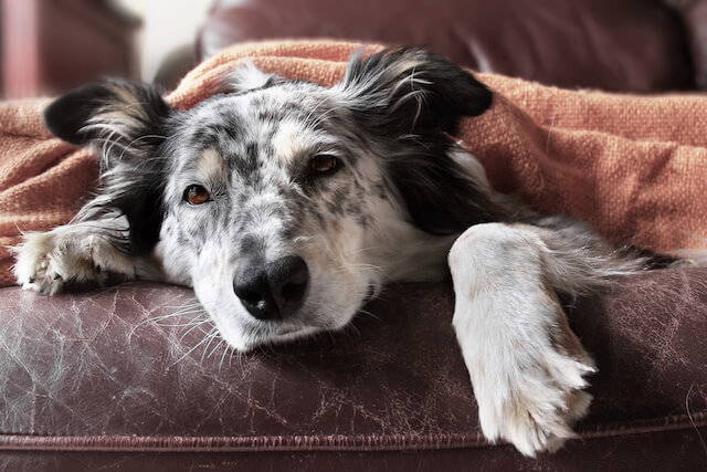 why does petting a dog feel good