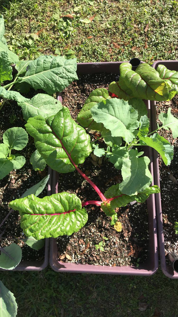 EarthBox with Swiss Chard