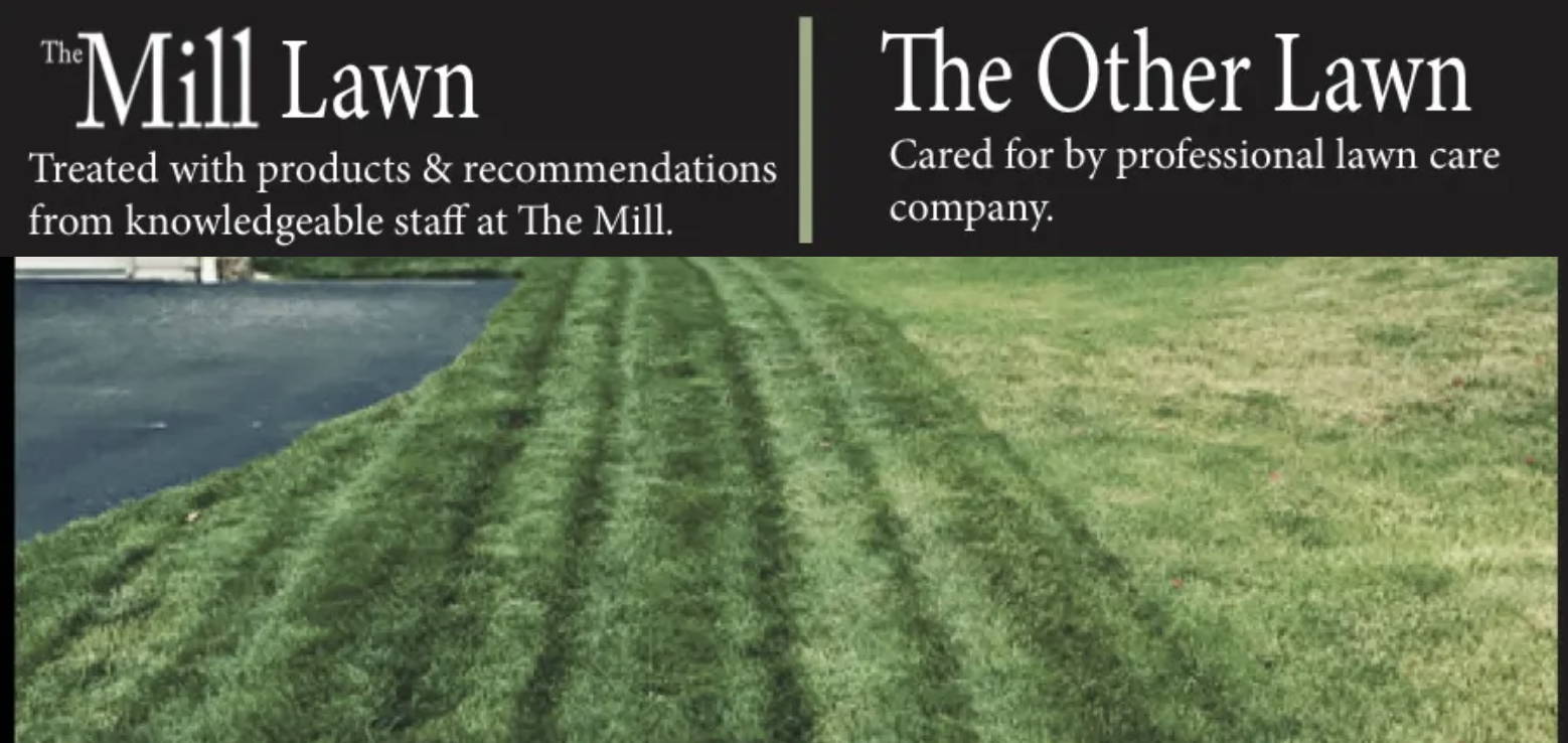 Lawn Fertilization Ct