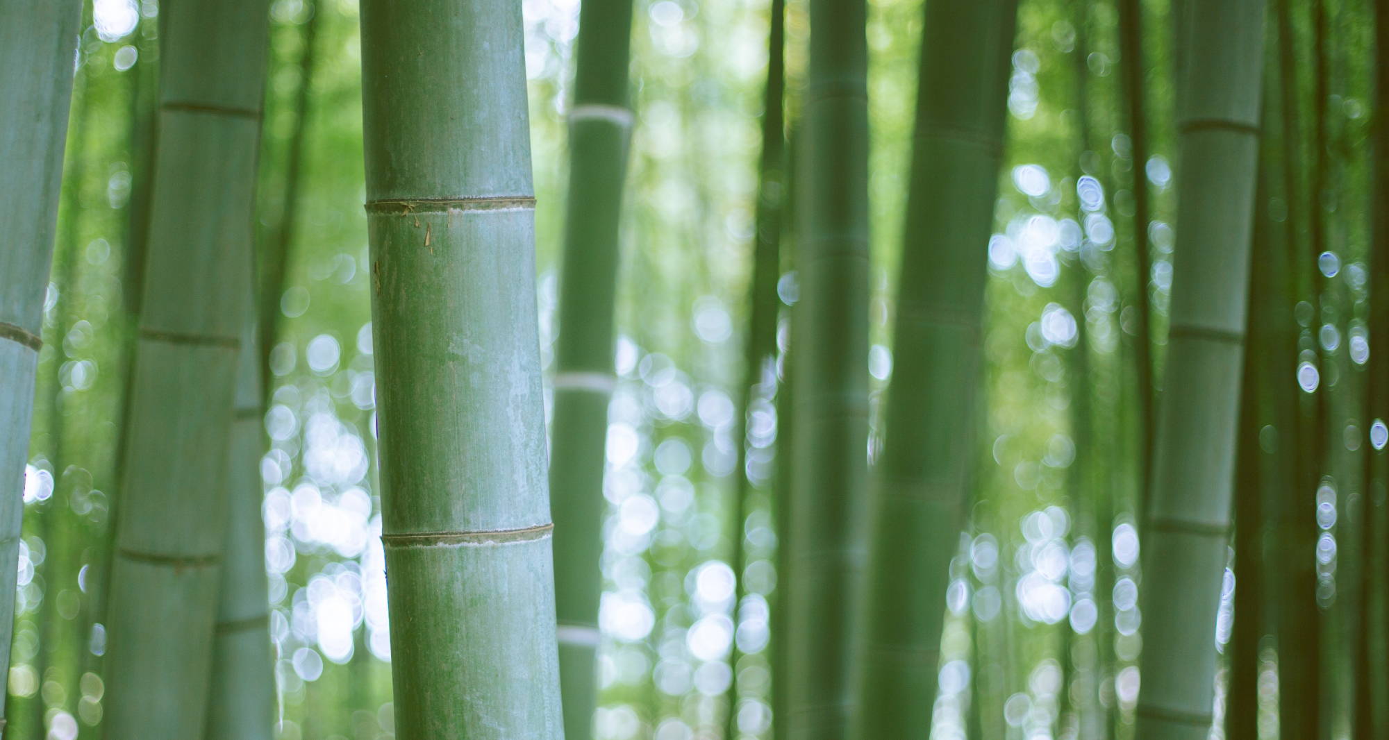 Several green bamboo poles are in focus, off-centered, with an entire bamboo forest blurred in the background.