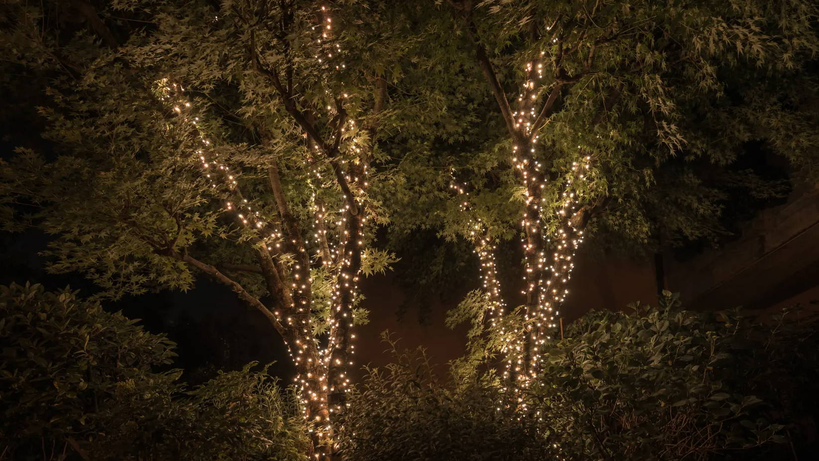 2 trees with fairy lights wrapped around them.