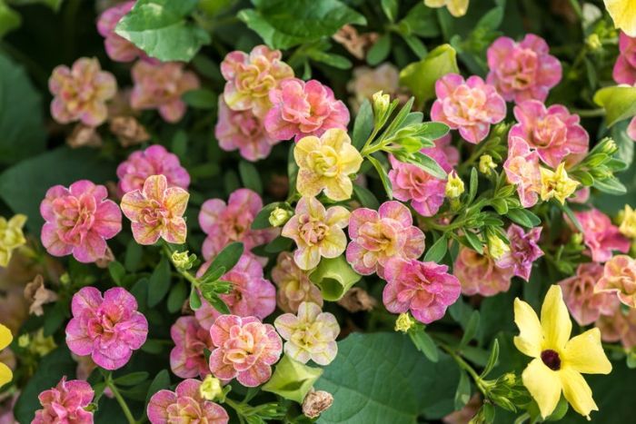 Photo of Superbells Magic® Double Grapefruit Calibrachoa