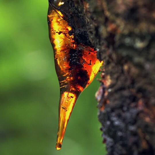 Amber resin dripping from a tree trunk against a blurred green background.
