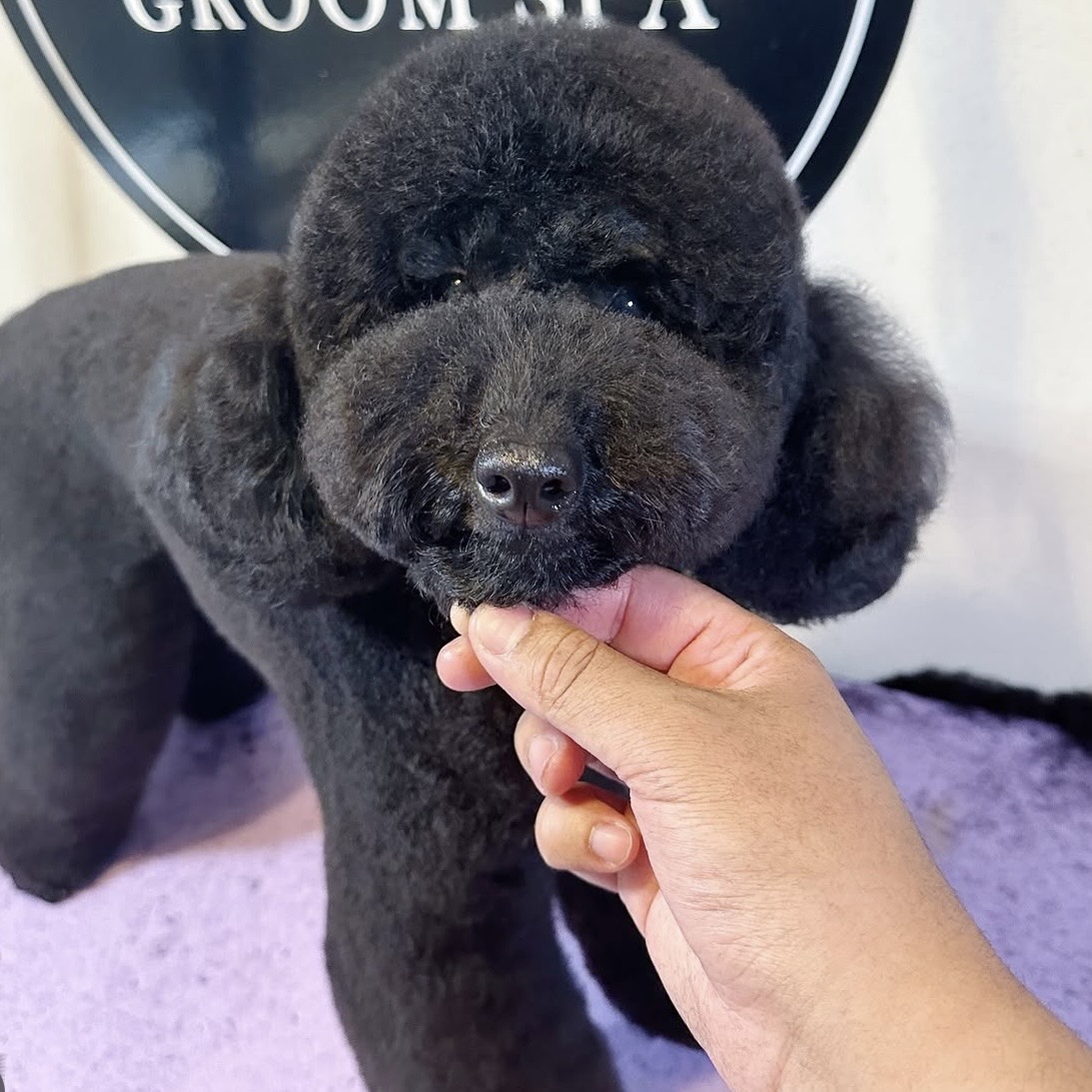 Black poodle with rounded head and ear styling