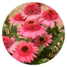 Photo of Double Coded® Coral Cranberry Coneflower
