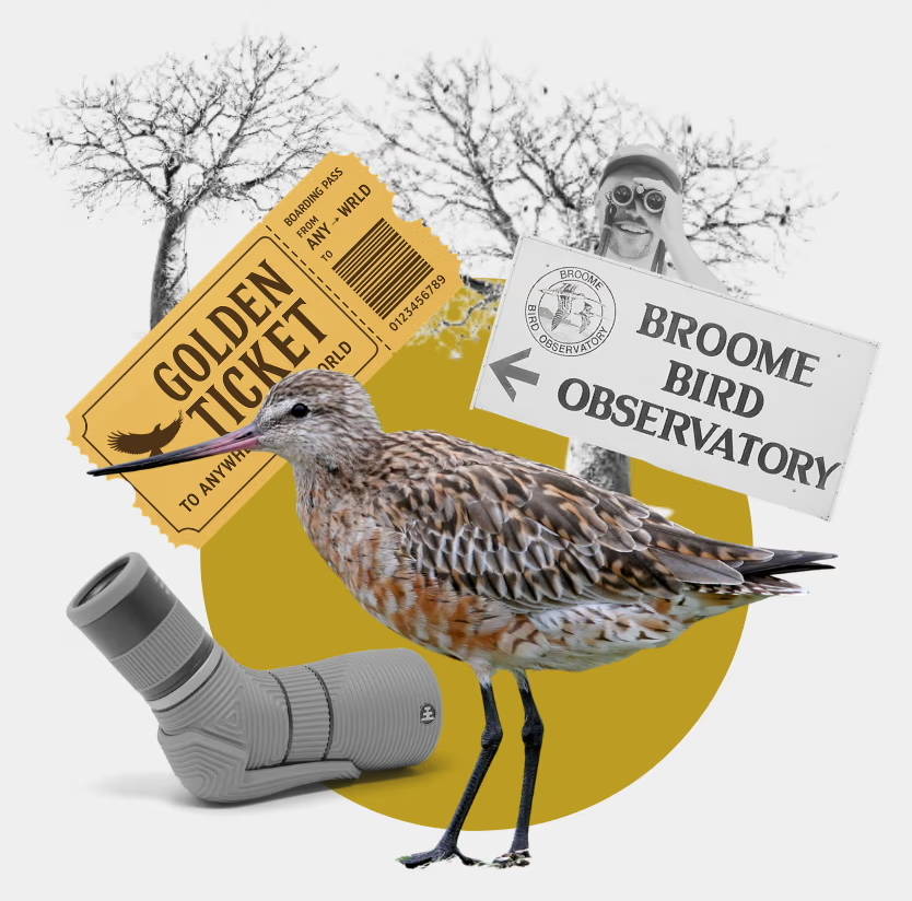collage of a Shorebird, a scope and the Broome Bird Observatory