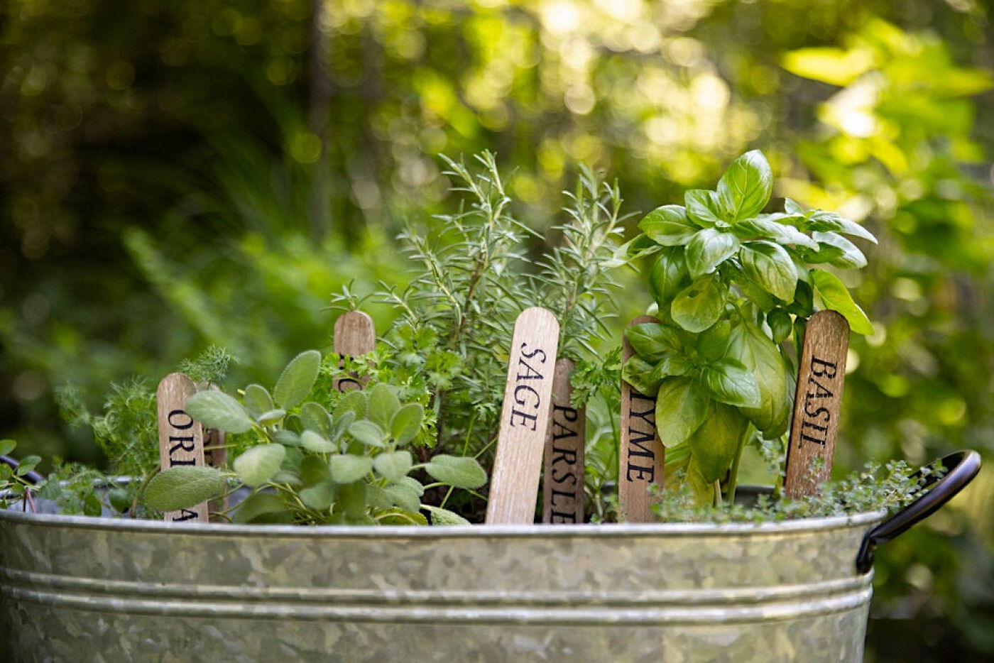 Herb garden in a metal container with labeled plant markers.