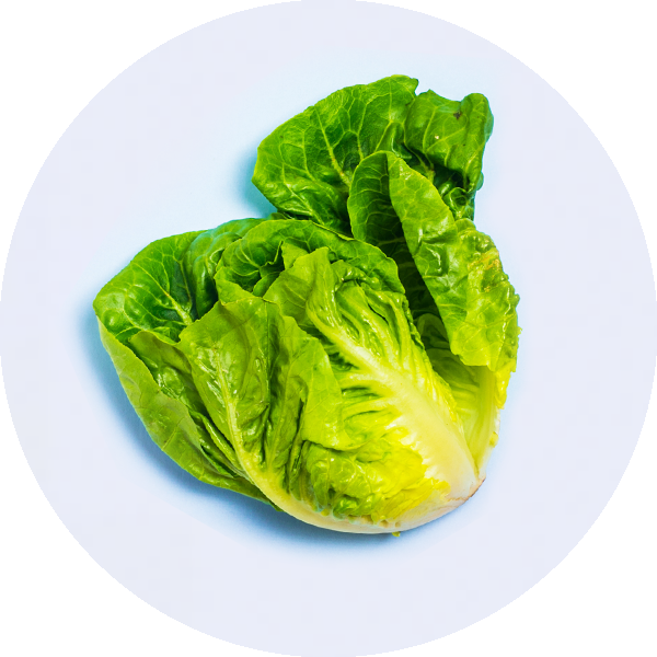 lettuce, an example of everyday food that has vitamin B9