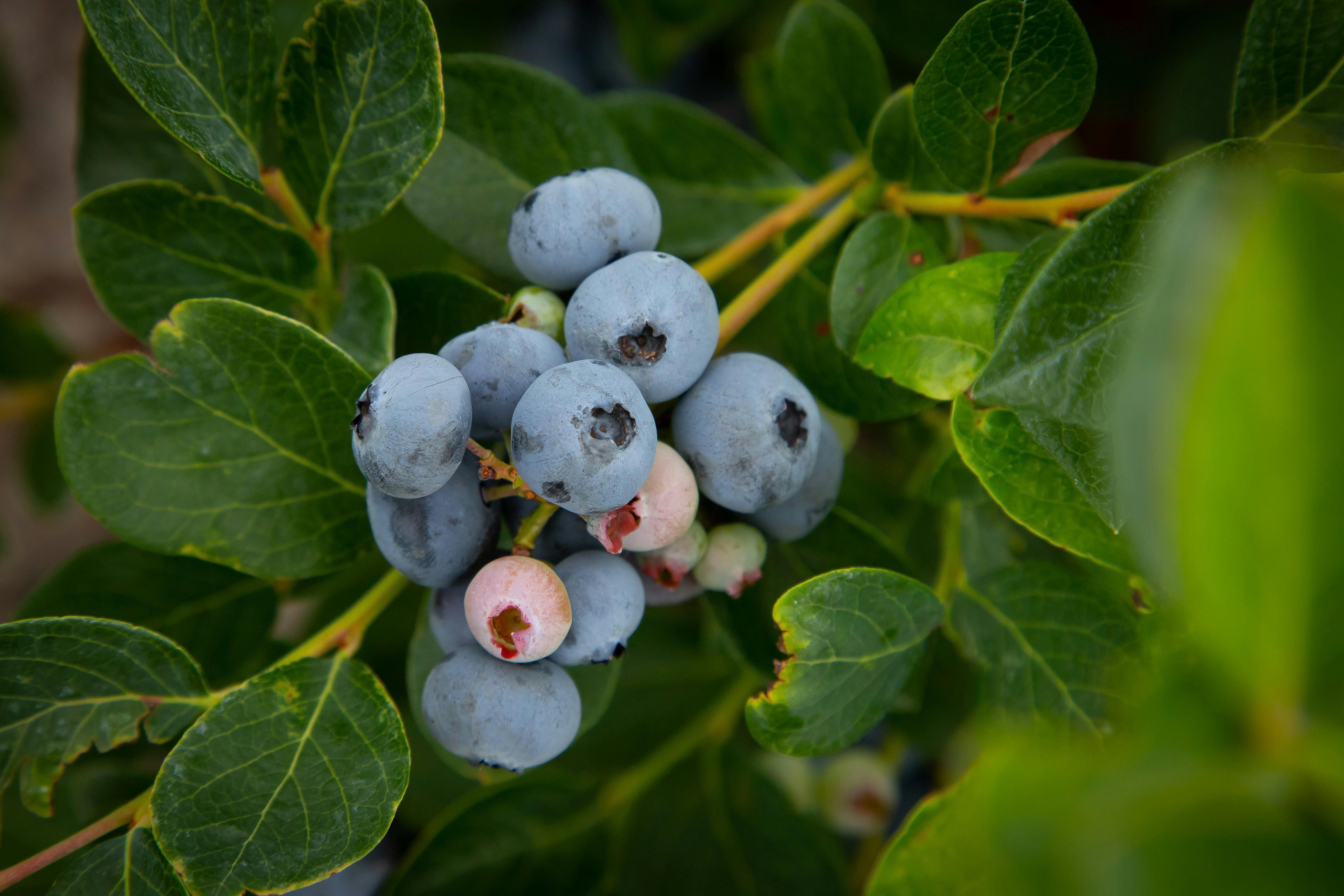 A cluster of blueberries on a green bush.
