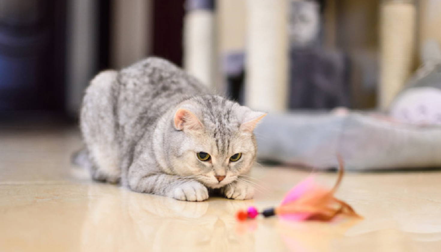 Interactive play time with your cat