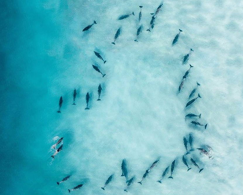 Sea life making a heart formation
