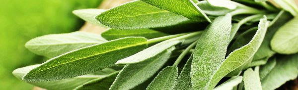 green fresh sage leaves close up in a bundle