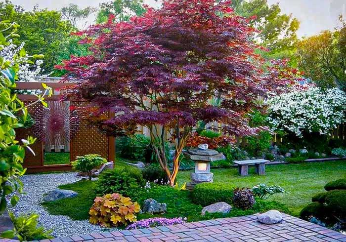 Bloodgood Japanese Maple for Sale