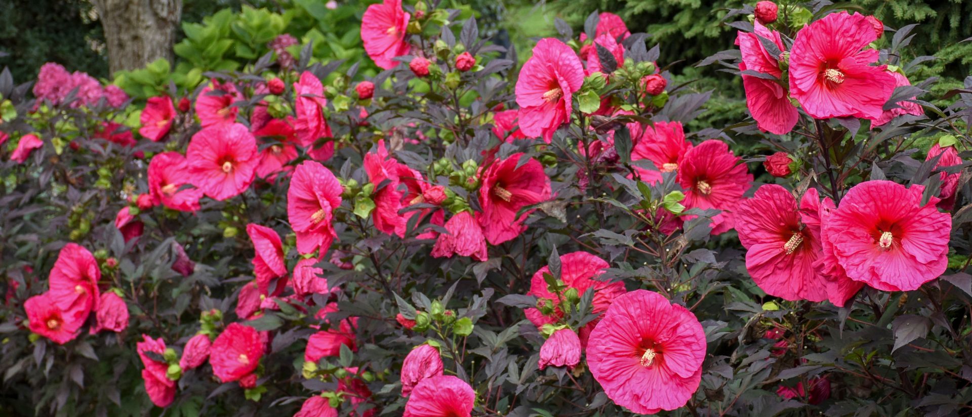 Photo of Summerific® Evening Rose