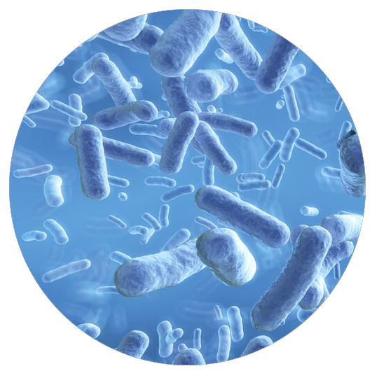 Бифидобактерии 5. Ацидофильные лактобактерии (Lactobacillus Acidophilus). Bacillus clausii. Палочки бациллы клетка. Bacillus Bifidus communis.