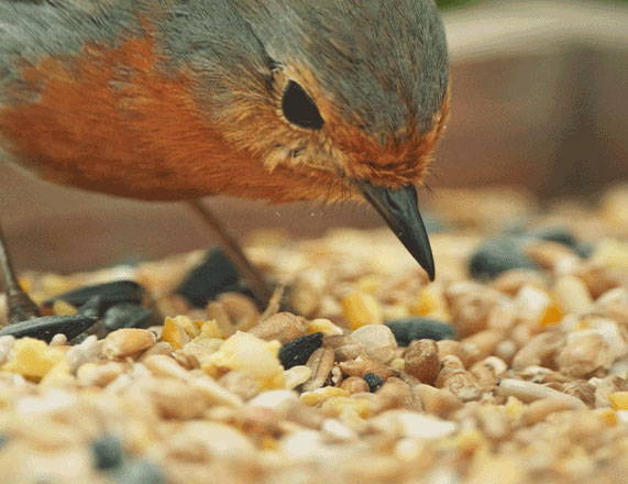 Robin eating bird seed on bird table