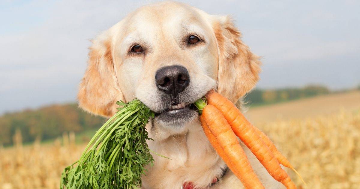 carrots are safe vegetables for dogs 