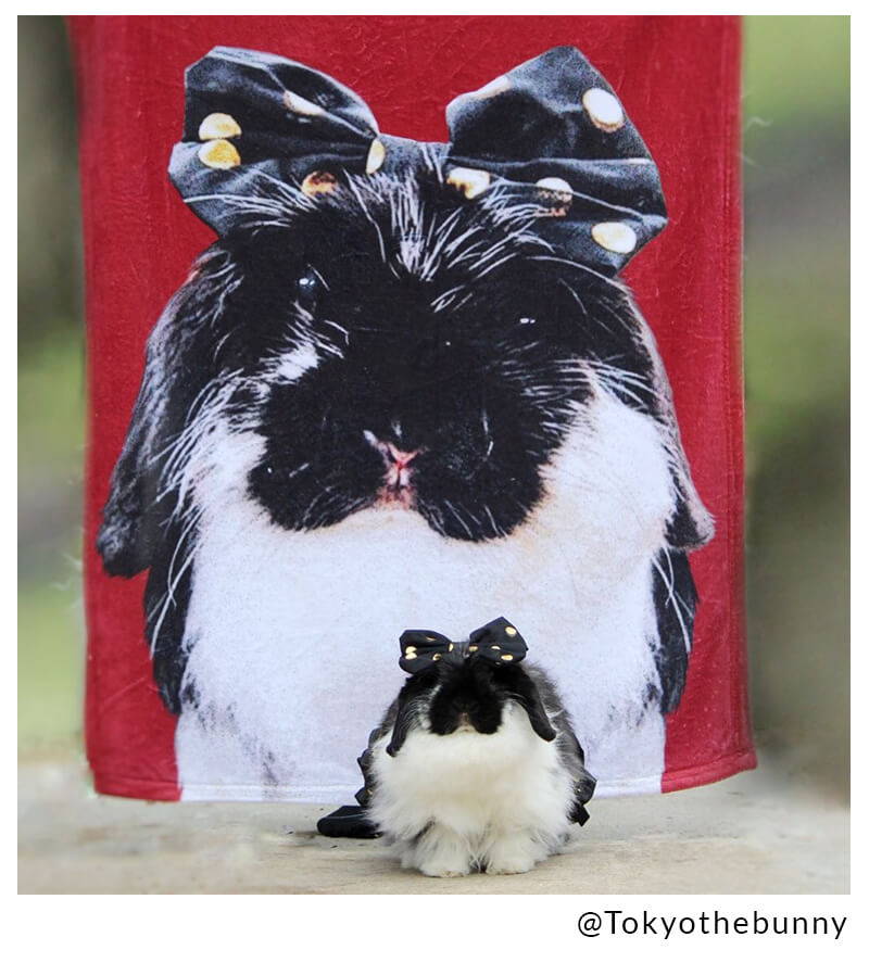 bunny influencer