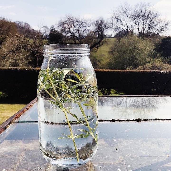 sticky willy goosegrass cleaver