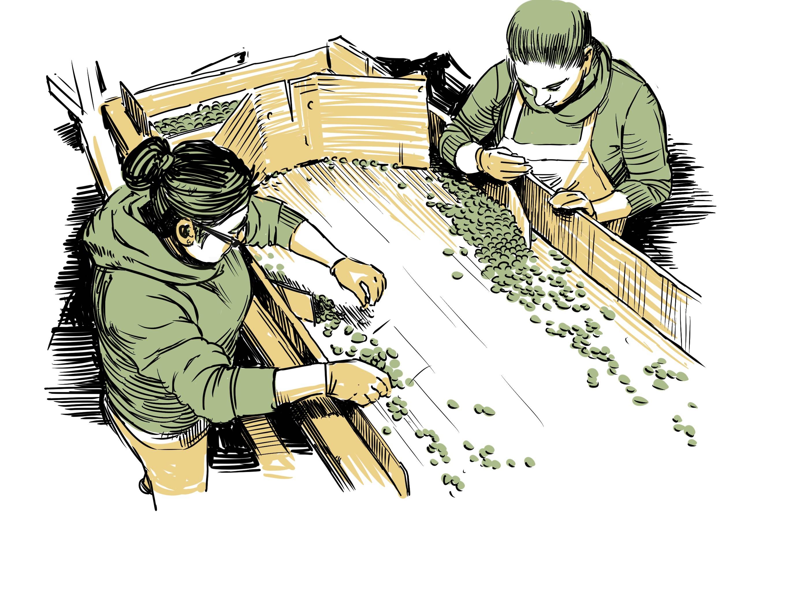 Illustration of cocoa beans being sorted by hand