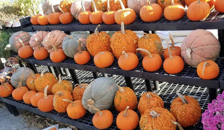 A pumpkin display