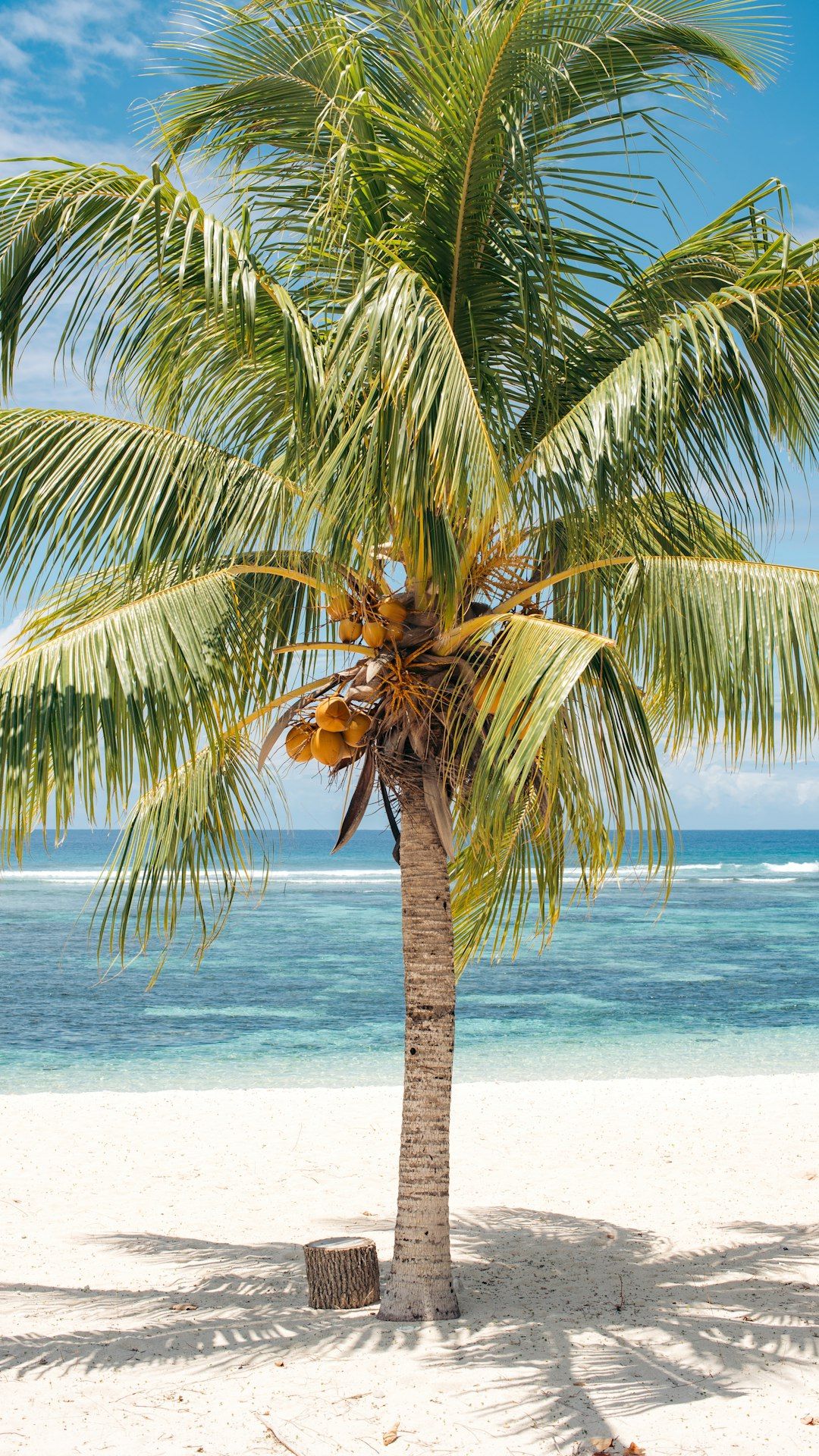A palm tree on a beach with the ocean in the background