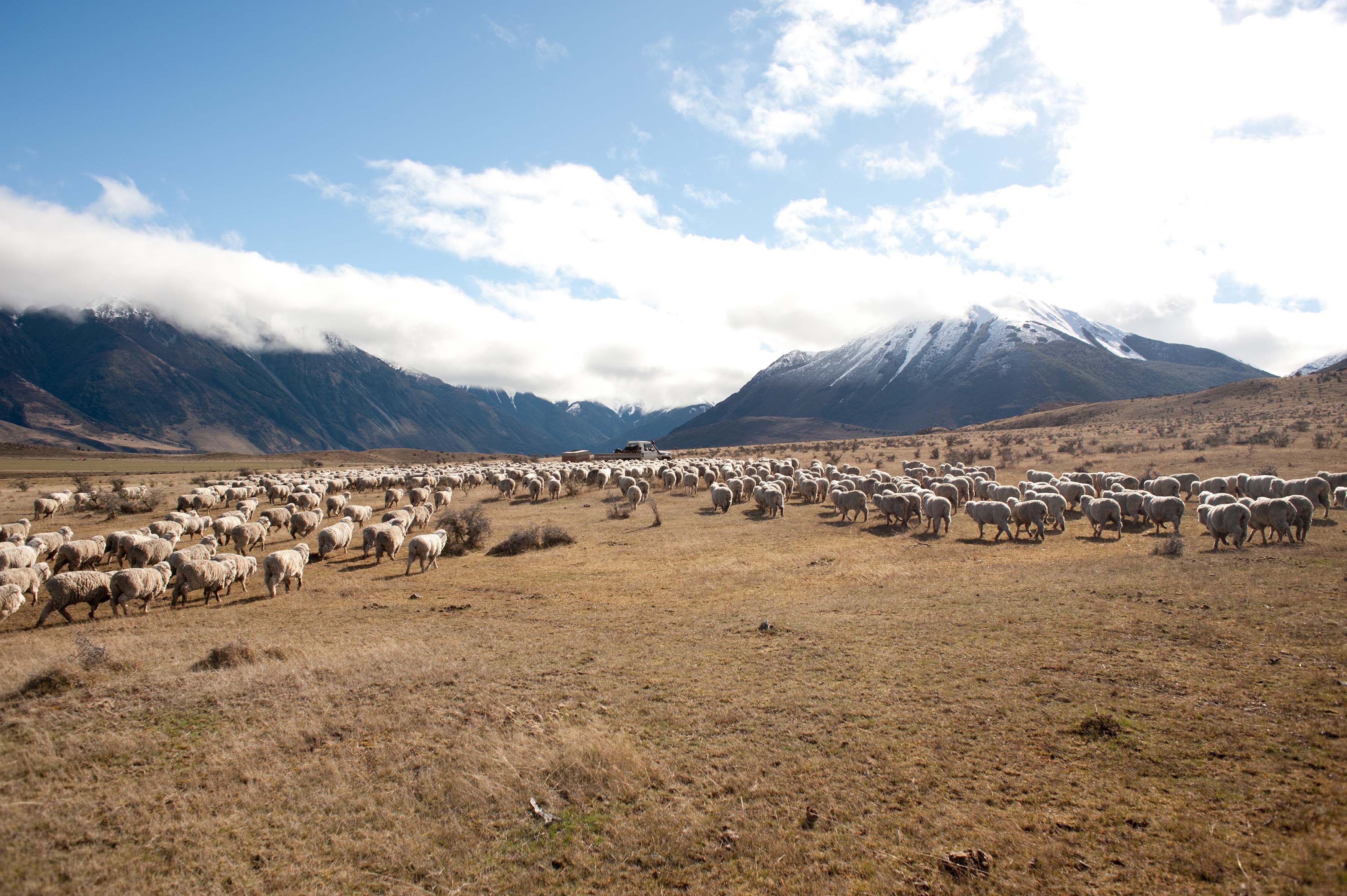 A herd of sheep grazing in a mountainous landscape under a blue sky.