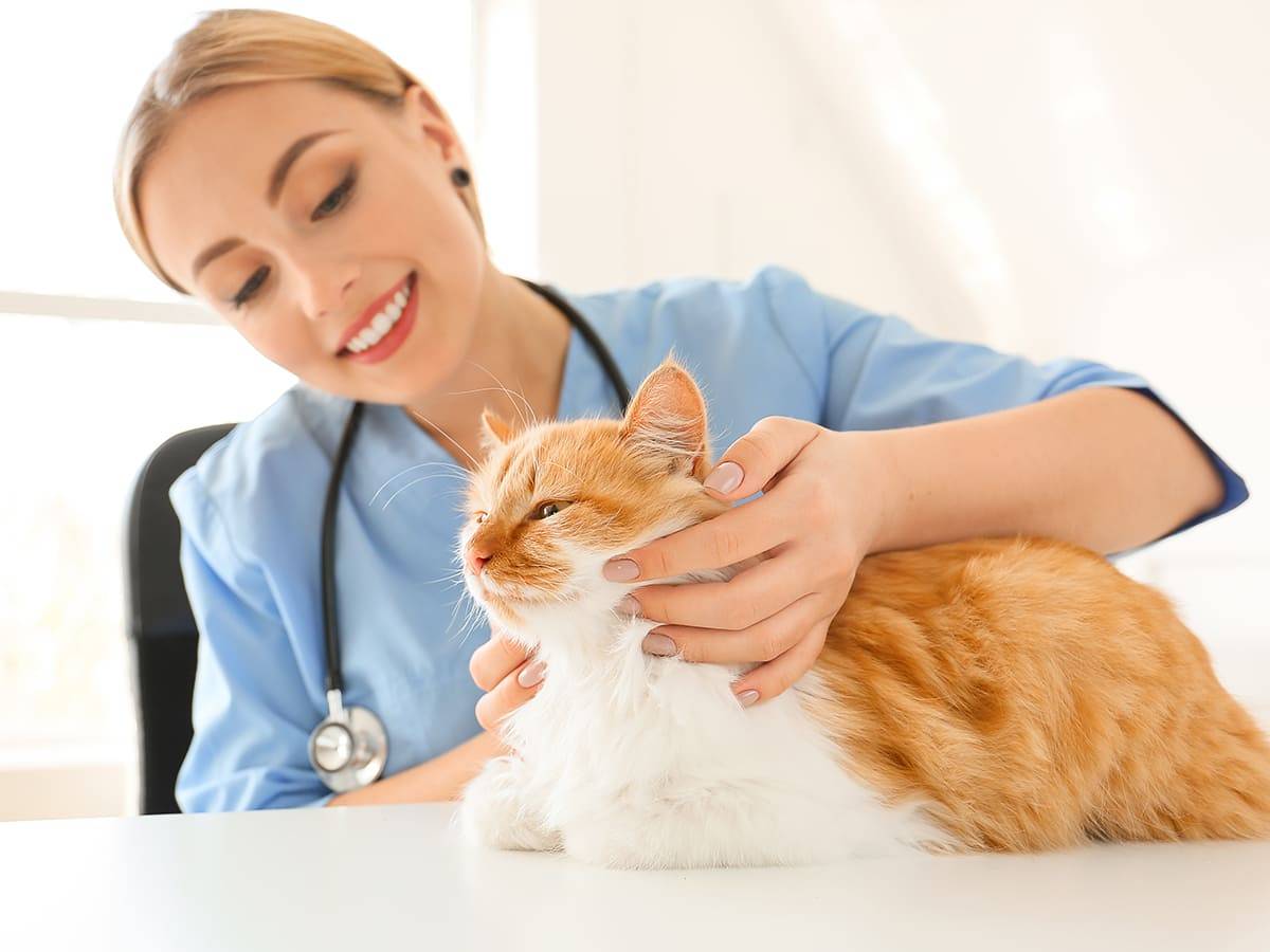 Tierärztin untersucht abgemagerte Katze