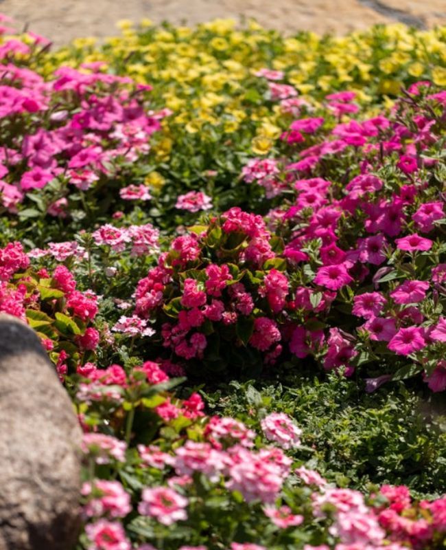 Photo of pink annuals planted in a garden