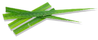 Blades of lemongrass