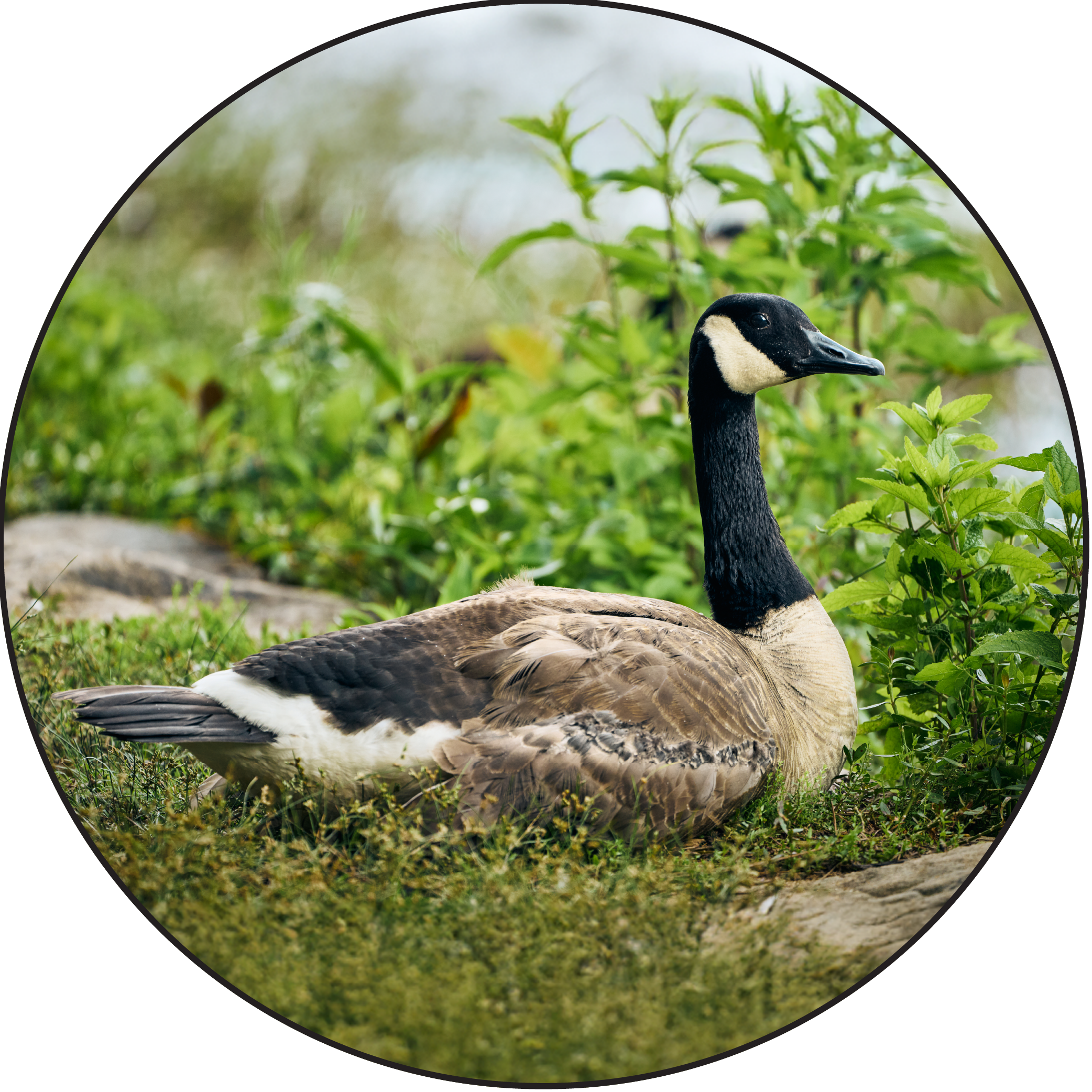Pro Issue view of a goose