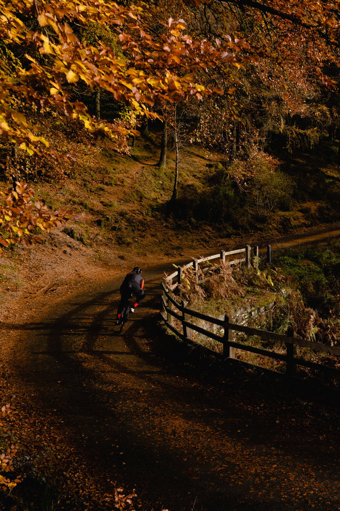 Cyclist riding in the autumunal woods
