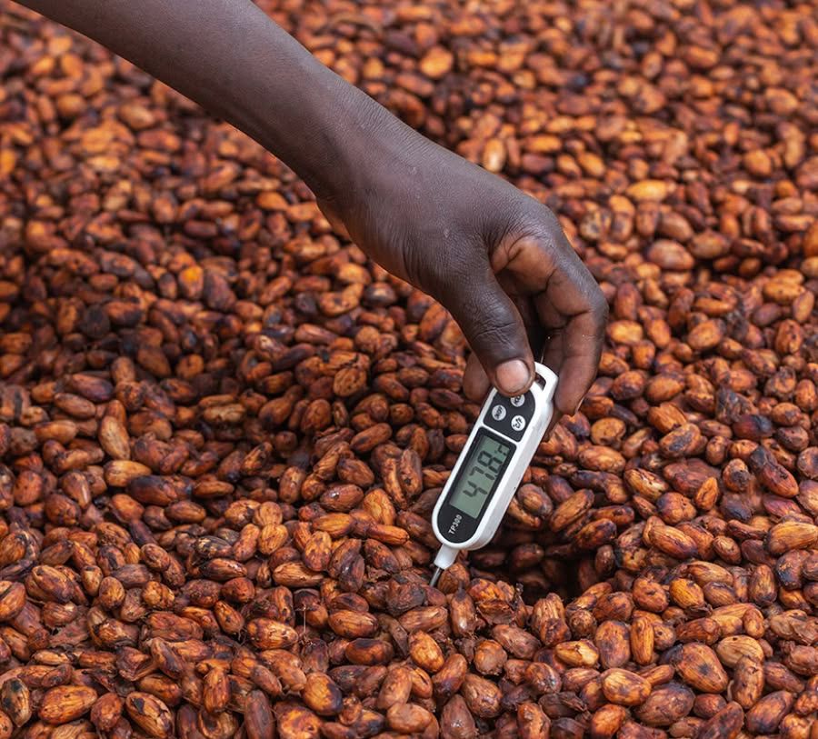 Hand holding a thermometer above cocoa beans.