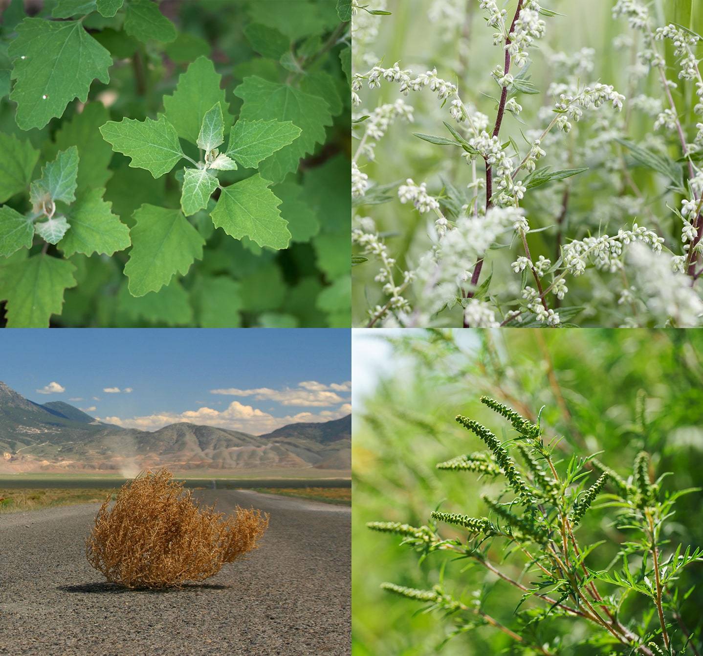  Les types de plantes les plus courants qui peuvent causer une allergie au pollen des mauvaises herbes comprennent l’herbe à poux, les virevoltants, le chénopode et l’armoise