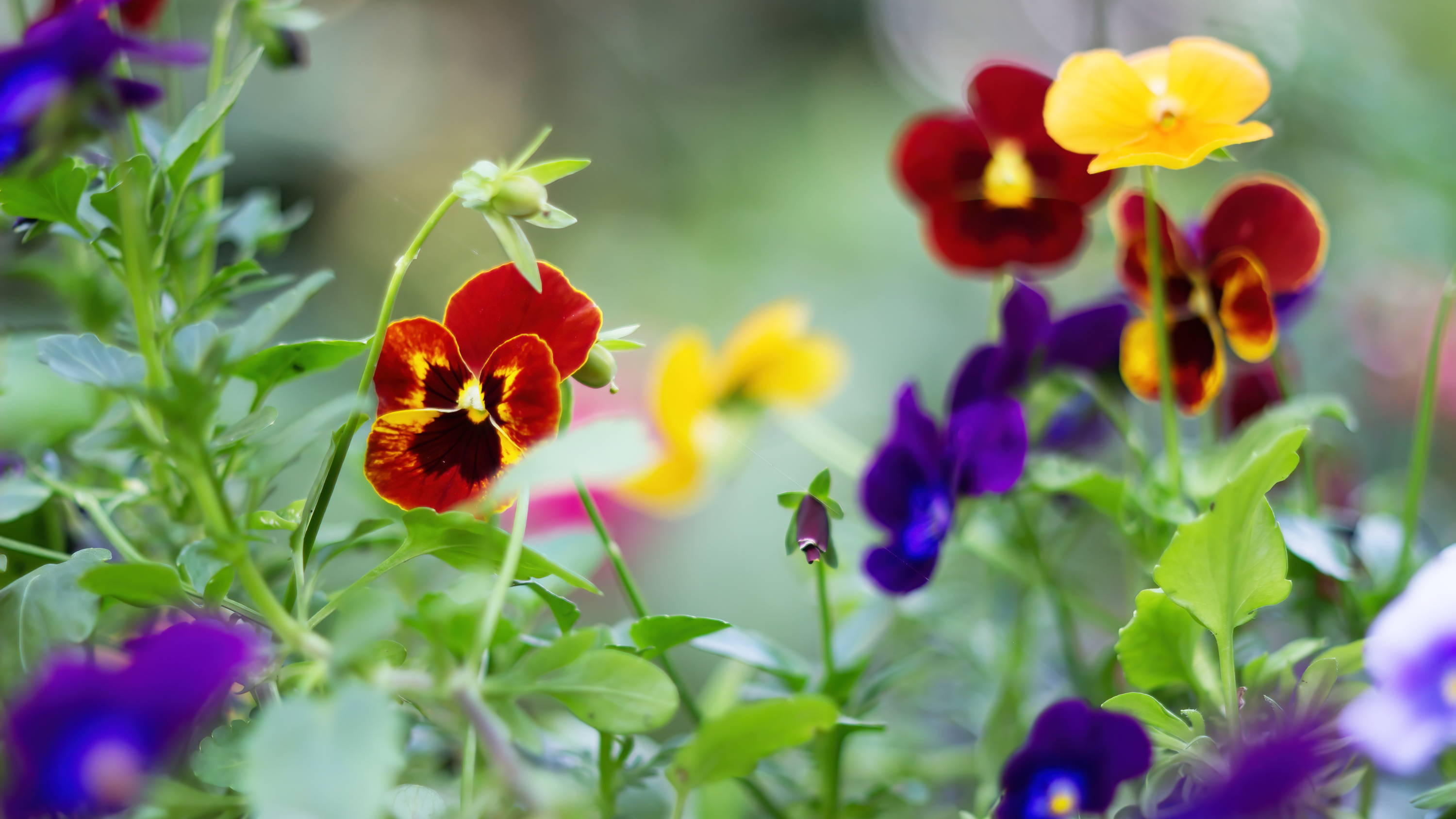 Hardy Annual Autumn Planting