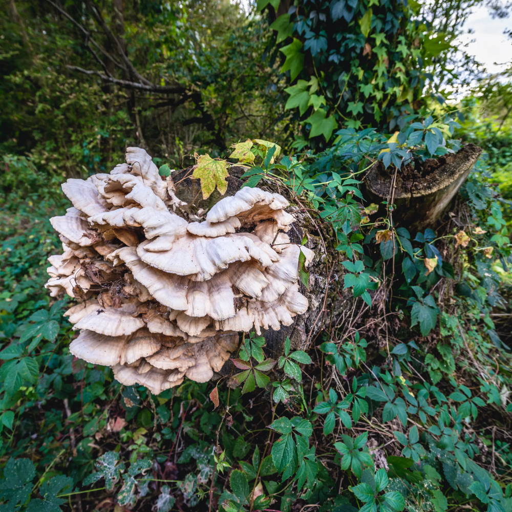 mushrooms growing in Chernobyl