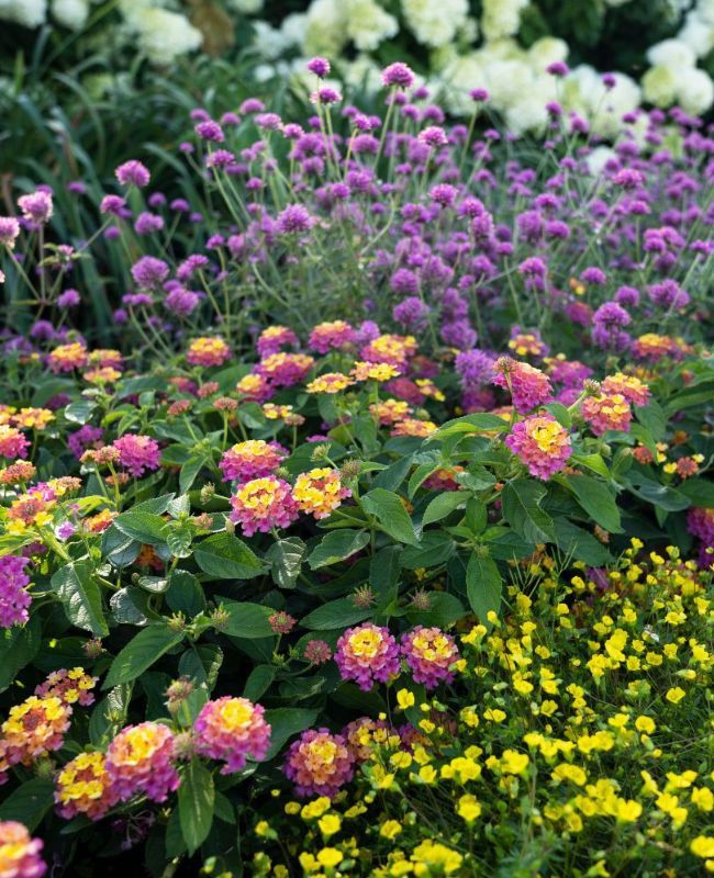 Garden planted with pollinator plants