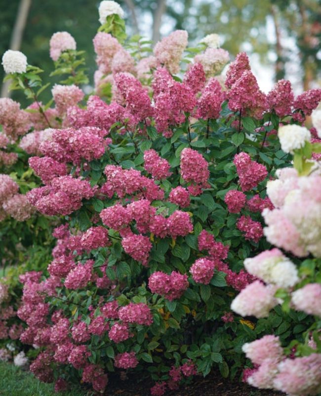 Photo of Fire Light® Panicle Hydrangea