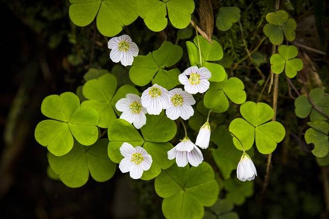 Wood sorrel